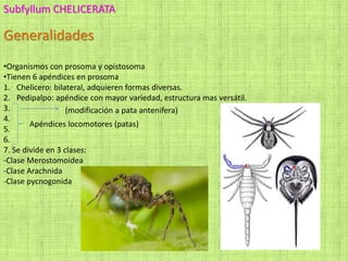 Subfyllum CHELICERATA
Generalidades
•Organismos con prosoma y opistosoma
•Tienen 6 apéndices en prosoma
1. Chelicero: bilateral, adquieren formas diversas.
2. Pedipalpo: apéndice con mayor variedad, estructura mas versátil.
3.
4.
5.
6.
7. Se divide en 3 clases:
-Clase Merostomoidea
-Clase Arachnida
-Clase pycnogonida
(modificación a pata antenifera)
Apéndices locomotores (patas)
 