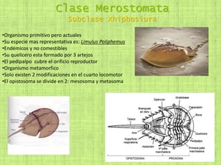 Clase Merostomata
Subclase Xhiphosiura
•Organismo primitivo pero actuales
•Su especie mas representativa es: Limulus Poliphemus
•Endémicos y no comestibles
•Su quelicero esta formado por 3 artejos
•El pedipalpo cubre el orificio reproductor
•Organismo metamorfico
•Solo existen 2 modificaciones en el cuarto locomotor
•El opistosoma se divide en 2: mesosoma y metasoma
 