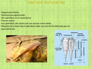 Subclase Euripterida
•Organismos fósiles
•Opistosoma segmentado
•Sin apéndices en el opistosoma
•Tienen ocelos
•Los apéndices del ultimo par son anchos como aletas
•Después de la boca hay 6 apéndices cada uno con forma diferente por su
especialización.
 