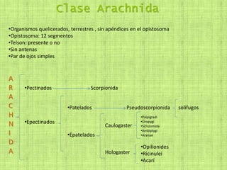 Clase Arachnida
•Organismos quelicerados, terrestres , sin apéndices en el opistosoma
•Opistosoma: 12 segmentos
•Telson: presente o no
•Sin antenas
•Par de ojos simples
A
R
A
C
H
N
I
D
A
•Pectinados
•Epectinados
Scorpionida
•Patelados
•Epatelados
Pseudoscorpionida solifugos
Caulogaster
Hologaster
•Palpigradi
•Uropygi
•Schizomida
•Ambiplygi
•Aranae
•Opilionides
•Ricinulei
•Acarí
 