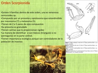 Orden Scorpionida
•Existen 9 familias dentro de este orden, una es venenosa:
centuroides sp.
•Compuesto por un prosoma y opistosoma que estandividido
por mesosoma (7) y metasoma (5).
•Tienen de 2 a 5 pares de ojos compuestos
•Su prosoma es granulado
•Tienen carinas que le proporcionan rigidez
•La manera de identificar si son tóxicos (triangulo) o no
(pentágono) en la parte ventral.
•Tienen importancia ecológica porque son controladores de la
población de insectos
 