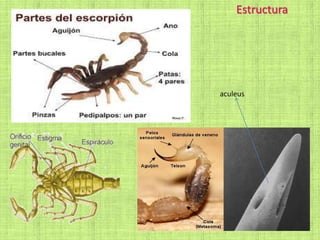 Estructura
aculeus
 