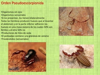 Orden Pseudoescorpionida
•Organismos sin ojos
•Organismos sensoriales
•Si los presentan, los tienen bilateralmente
Todas las hembras producen huevos que al levantar
el abdomen y en la parte inferior adhieren los
huevos en una masa ovejera de los cuales 50% son
fértiles y el otro 50% no
•Productores de hilos de seda
•El pedipalpo contiene una glándula de veneno
•Tricobrotidos (sensoriales)
 