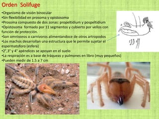 Orden Solifuge
•Organismo de visión binocular
•Sin flexibilidad en prosoma y opistosoma
•Prosoma compuesto de dos zonas: propeltidium y pospeltidium
•Opistosoma formado por 11 segmentos y cubierto por vellos con
función de protección.
•Son omnivoros o carnivoros alimentandoce de otros artropodos
•Los machos desarrollan una estructura que le permite sujetar el
espermatoforo (esfera)
•2°,3° y 4° apéndices se apoyan en el suelo
•La respiración es a base de tráqueas y pulmones en libro (muy pequeños)
•Pueden medir de 1.5 a 7 cm
 