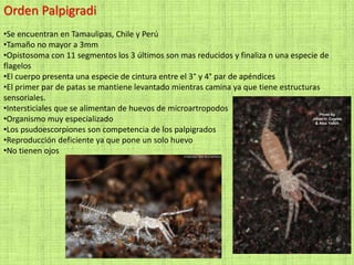 Orden Palpigradi
•Se encuentran en Tamaulipas, Chile y Perú
•Tamaño no mayor a 3mm
•Opistosoma con 11 segmentos los 3 últimos son mas reducidos y finaliza n una especie de
flagelos
•El cuerpo presenta una especie de cintura entre el 3° y 4° par de apéndices
•El primer par de patas se mantiene levantado mientras camina ya que tiene estructuras
sensoriales.
•Intersticiales que se alimentan de huevos de microartropodos
•Organismo muy especializado
•Los psudoescorpiones son competencia de los palpigrados
•Reproducción deficiente ya que pone un solo huevo
•No tienen ojos
 