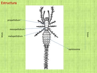 Estructura3mm
1mm
propeltidium
mesopeltidium
metapeltidium
opistosoma
 