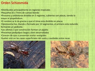 Orden Schizomida
•Distribuidos principalmente en regiones tropicales
•Pequeños (6 a 7mm) de cuerpo blando
•Prosoma y cefalotorax dividido en 3 regiones, cubiertas con placas, siendo la
mayor el propeltidium.
•El nombre se le da gracias a que el tórax esta dividido en placas
•Opistosoma liso, blando y formado por 12 segmentos, el primero esta reducido
formando un pedicelo.
•Los últimos 3 por constricción forman un pigidio
•Presentan pedipalpos largos y bien desarrollados
•Carecen de ojos o presentan ocelos vestigiales
•Suelen vivir en las capas superficiales del suelo y cavidades entre rocas.
 