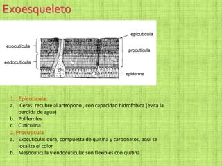 Exoesqueleto
1. Epicuticula:
a. Ceras: recubre al artrópodo , con capacidad hidrofobica (evita la
perdida de agua)
b. Poliferoles
c. Cuticulina
2. Procuticula
a. Exocuticula: dura, compuesta de quitina y carbonatos, aquí se
localiza el color
b. Mesocuticula y endocuticula: son flexibles con quitina
 