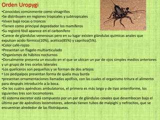 Orden Uropygi
•Conocidos comúnmente como vinagrillos
•Se distribuyen en regiones tropicales y subtropicales
•Viven bajo rocas o troncos
•Tienen como principal depredador los mamíferos
•Su registro fósil aparece en el carbonífero
•Carece de glándulas venenosas pero en su lugar existen glándulas químicas anales que
expulsan acido fórmico(10%), acético(85%) y caprilico(5%).
•Color café-rojizo
•Presentan un flagelo multiarticulado
•Organismos de hábitos nocturnos
•Dorsalmente presenta un escudo en el que se ubican un par de ojos simples medios anteriores
y un grupo de tres ocelos laterales
•Los quelíceros son pequeños y se forman de dos artejos
• Los pedipalpos presentan forma de quela muy burda
•presentan ornamentaciones llamadas apófisis, con las cuales el organismo tritura el alimento
para después introducirlo a la boca.
•De los cuatro apéndices ambulatorios, el primero es más largo y de tipo anteniforme, los
siguientes tres son locomotores.
•El sistema excretor está compuesto por un par de glándulas coxales que desembocan bajo el
último par de apéndices locomotores, además tienen tubos de malpighi y nefrocitos, que se
encuentran alrededor de las filotráqueas.
 