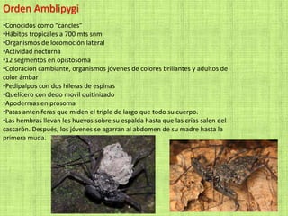 Orden Amblipygi
•Conocidos como “cancles”
•Hábitos tropicales a 700 mts snm
•Organismos de locomoción lateral
•Actividad nocturna
•12 segmentos en opistosoma
•Coloración cambiante, organismos jóvenes de colores brillantes y adultos de
color ámbar
•Pedipalpos con dos hileras de espinas
•Quelícero con dedo movil quitinizado
•Apodermas en prosoma
•Patas anteniferas que miden el triple de largo que todo su cuerpo.
•Las hembras llevan los huevos sobre su espalda hasta que las crías salen del
cascarón. Después, los jóvenes se agarran al abdomen de su madre hasta la
primera muda.
 