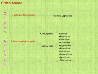 Orden Aranae
O
r
d
e
n
A
r
a
n
a
e
1. Subclase Mesothelae
2. Subclase Opistothelae
Familia Leptisidae
•Orthagnatha
•Labidognata
Familias
•Pholcidae
•Theriidae
•Araneidae
•Agelenidae
•Pisauridae
•Salticidae
•Loxocelidae
•Lycosidae
•Thomisidae
 