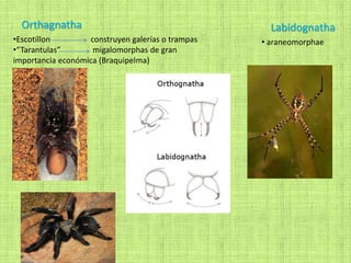 Orthagnatha
•Escotillon construyen galerías o trampas
•“Tarantulas” migalomorphas de gran
importancia económica (Braquipelma)
Labidognatha
• araneomorphae
 