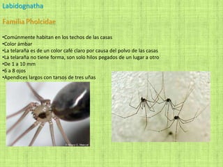 Labidognatha
FamiliaPholcidae
•Comúnmente habitan en los techos de las casas
•Color ámbar
•La telaraña es de un color café claro por causa del polvo de las casas
•La telaraña no tiene forma, son solo hilos pegados de un lugar a otro
•De 1 a 10 mm
•6 a 8 ojos
•Apendices largos con tarsos de tres uñas
 