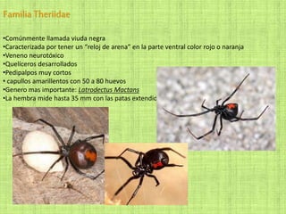 FamiliaTheriidae
•Comúnmente llamada viuda negra
•Caracterizada por tener un “reloj de arena” en la parte ventral color rojo o naranja
•Veneno neurotóxico
•Quelíceros desarrollados
•Pedipalpos muy cortos
• capullos amarillentos con 50 a 80 huevos
•Genero mas importante: Latrodectus Mactans
•La hembra mide hasta 35 mm con las patas extendidas
 