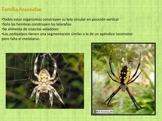 FamiliaAraneidae
•Todos estor organismos construyen su tela circular en posición vertical
•Solo las hembras construyen las telarañas
•Se alimenta de insectos voladores
•Los pedipalpos tienen una segmentación similar a la de un apéndice locomotor
pero falta el metatarso.
 