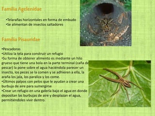 FamiliaAgelenidae
•Telarañas horizontales en forma de embudo
•Se alimentan de insectos saltadores
FamiliaPisauridae
•Pescadoras
•Utiliza la tela para construir un refugio
•Su forma de obtener alimento es mediante un hilo
grueso que tiene una bola en la parte terminal (caña de
pescar) la pone sobre el agua haciéndola parecer un
insecto, los peces se la comen y se adhieren a ella, la
araña los jala, los paraliza y los come.
•Últimos palpos con pelos que le ayudan a crear una
burbuja de aire para sumergirse
•Crear un refugio en una galería bajo el agua en donde
depositan las burbujas de aire y desplazan el agua,
permitiéndoles vivir dentro.
 