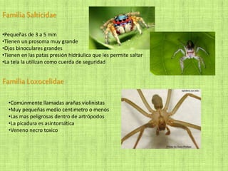FamiliaSalticidae
•Pequeñas de 3 a 5 mm
•Tienen un prosoma muy grande
•Ojos binoculares grandes
•Tienen en las patas presión hidráulica que les permite saltar
•La tela la utilizan como cuerda de seguridad
FamiliaLoxocelidae
•Comúnmente llamadas arañas violinistas
•Muy pequeñas medio centimetro o menos
•Las mas peligrosas dentro de artrópodos
•La picadura es asintomática
•Veneno necro toxico
 