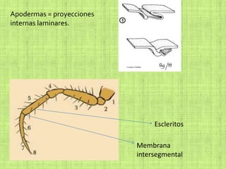 Apodermas = proyecciones
internas laminares.
Escleritos
Membrana
intersegmental
 