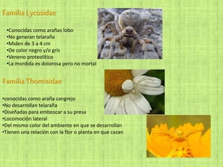 FamiliaLycosidae
•Conocidas como arañas lobo
•No generan telaraña
•Miden de 3 a 4 cm
•De color negro y/o gris
•Veneno proteolítico
•La mordida es dolorosa pero no mortal
FamiliaThomisidae
•conocidas como araña cangrejo
•No desarrollan telaraña
•Diseñadas para emboscar a su presa
•Locomoción lateral
•Del mismo color del ambiente en que se desarrollan
•Tienen una relación con la flor o planta en que cazan
 