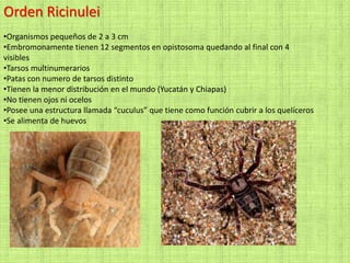 Orden Ricinulei
•Organismos pequeños de 2 a 3 cm
•Embromonamente tienen 12 segmentos en opistosoma quedando al final con 4
visibles
•Tarsos multinumerarios
•Patas con numero de tarsos distinto
•Tienen la menor distribución en el mundo (Yucatán y Chiapas)
•No tienen ojos ni ocelos
•Posee una estructura llamada “cuculus” que tiene como función cubrir a los quelíceros
•Se alimenta de huevos
 
