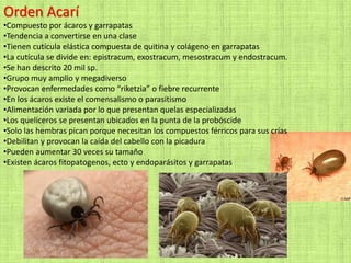 Orden Acarí
•Compuesto por ácaros y garrapatas
•Tendencia a convertirse en una clase
•Tienen cutícula elástica compuesta de quitina y colágeno en garrapatas
•La cutícula se divide en: epistracum, exostracum, mesostracum y endostracum.
•Se han descrito 20 mil sp.
•Grupo muy amplio y megadiverso
•Provocan enfermedades como “riketzia” o fiebre recurrente
•En los ácaros existe el comensalismo o parasitismo
•Alimentación variada por lo que presentan quelas especializadas
•Los quelíceros se presentan ubicados en la punta de la probóscide
•Solo las hembras pican porque necesitan los compuestos férricos para sus crías
•Debilitan y provocan la caída del cabello con la picadura
•Pueden aumentar 30 veces su tamaño
•Existen ácaros fitopatogenos, ecto y endoparásitos y garrapatas
 