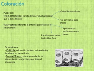 Coloración
Puede ser:
•Homocromatica: consta de tener igual coloración
que la del ambiente
•Disrruptiva: diferente al entorno (coloración del
advertencia)
•Evitar depredadores
•No ser visible para
presas
Aposematica:
verdaderamente
toxicaPseudoaposematica:
toxicisidad falsa
Se localiza en:
• Cutícula: coloración estable, es invariable y
localizada en exocuticula.
•Cromatóforos: coloración variable, la
pigmentación se distribuye por todo el
citoplasma
 