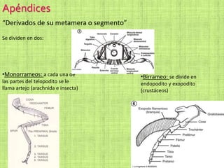 Apéndices
“Derivados de su metamera o segmento”
Se dividen en dos:
•Monorrameos: a cada una de
las partes del telopodito se le
llama artejo (arachnida e insecta)
•Birrameo: se divide en
endopodito y exopodito
(crustáceos)
 