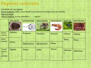TRILOBITA
Cefalon
Soma
Pigidio
Regiones corporales
Se divide en tres tagmas:
•Acron (cabeza): céfalo, es en donde se encuentran los órganos de los sentidos
•Soma (cuerpo)
•Telson (pigidio): no hay apéndices pigidio
ACRON
(cabeza)
SOMA
(Cuerpo)
TELSON
(Pigidio)
·sin
apéndice
s
XIPHOSIURA
Prosoma
Opistosoma
Telson
ARACHNIDA
Prosoma
Opistosoma
Si/No
CRUSTACEA
Percion
Pleon
Telson
INSECTA
Cabeza
Tórax
Abdome
n
DIPLOPODA
Cabeza
Tórax
Abdomen
 