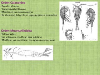 Orden Calanoidea
•Pegados al suelo
•Organismos bentónicos
•Mantienen sus masas ovigeras
•Se alimentan del perifiton (algas pegadas a las piedras)
Orden Mounstrilloidea
•Ectoparásitos
•Las antenas se modifican para sujetarse
•Modifican sus mandíbulas con agujas para succionar
 