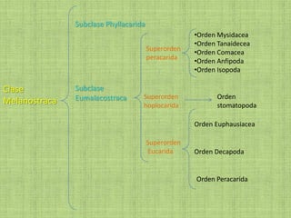 Clase
Melanostraca
Subclase Phyllacarida
Subclase
Eumalacostraca
Superorden
peracarida
Superorden
hoplocarida
Orden
stomatopoda
Superorden
Eucarida
Orden Euphausiacea
Orden Decapoda
Orden Peracarida
•Orden Mysidacea
•Orden Tanaidecea
•Orden Comacea
•Orden Anfipoda
•Orden Isopoda
 