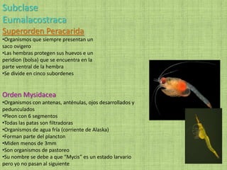 Subclase
Eumalacostraca
Superorden Peracarida
•Organismos que siempre presentan un
saco ovigero
•Las hembras protegen sus huevos e un
peridion (bolsa) que se encuentra en la
parte ventral de la hembra
•Se divide en cinco subordenes
Orden Mysidacea
•Organismos con antenas, anténulas, ojos desarrollados y
pedunculados
•Pleon con 6 segmentos
•Todas las patas son filtradoras
•Organismos de agua fría (corriente de Alaska)
•Forman parte del plancton
•Miden menos de 3mm
•Son organismos de pastoreo
•Su nombre se debe a que “Mycis” es un estado larvario
pero yo no pasan al siguiente
 