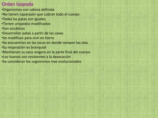 Orden Isopoda
•Organismos con cabeza definida
•No tienen caparazón que cubran todo el cuerpo
•Todas las patas son iguales
•Tienen uropodos modificados
•Son acuáticos
•Desarrollan patas a partir de las coxas
•Se modifican para vivir en tierra
•Se encuentran en las rocas en donde rompen las olas
•Su respiración es branquial
•Mantienen su saco ovigero en la parte final del cuerpo
•Los huevos son resistentes a la desecación
•Se consideran los organismos mas evolucionados
 