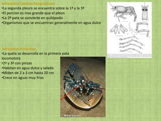 Infraorden Caridea (langostinos)
•La segunda pleura se encuentra sobre la 1ª y la 3ª
•El percion es mas grande que el pleon
•La 2ª pata se convierte en quilópodo
•Organismos que se encuentran generalmente en agua dulce
Infraorden Astacidea
•La quela se desarrolla en la primera pata
locomotora
•2ª y 3ª con pinzas
•Habitan en agua dulce y salada
•Miden de 2 a 3 cm hasta 20 cm
•Crece en aguas muy frias
 