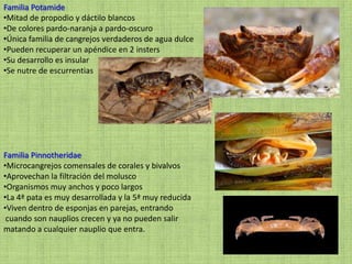 Familia Potamide
•Mitad de propodio y dáctilo blancos
•De colores pardo-naranja a pardo-oscuro
•Única familia de cangrejos verdaderos de agua dulce
•Pueden recuperar un apéndice en 2 insters
•Su desarrollo es insular
•Se nutre de escurrentias
Familia Pinnotheridae
•Microcangrejos comensales de corales y bivalvos
•Aprovechan la filtración del molusco
•Organismos muy anchos y poco largos
•La 4ª pata es muy desarrollada y la 5ª muy reducida
•Viven dentro de esponjas en parejas, entrando
cuando son nauplios crecen y ya no pueden salir
matando a cualquier nauplio que entra.
 