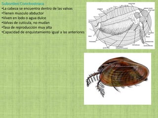 Suborden Conchostraca
•La cabeza se encuentra dentro de las valvas
•Tienen musculo abductor
•Viven en lodo o agua dulce
•Valvas de cutícula, no mudan
•Tasa de reproducción muy alta
•Capacidad de enquistamiento igual a las anteriores
 