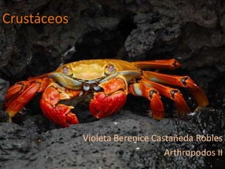 Crustáceos
Violeta Berenice Castañeda Robles
Arthropodos II
 