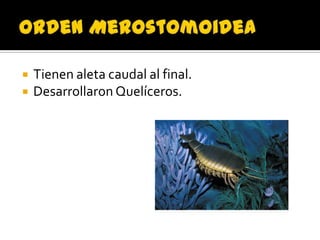    Tienen aleta caudal al final.
   Desarrollaron Quelíceros.
 