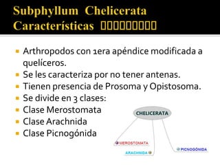    Arthropodos con 1era apéndice modificada a
    quelíceros.
   Se les caracteriza por no tener antenas.
   Tienen presencia de Prosoma y Opistosoma.
   Se divide en 3 clases:
   Clase Merostomata
   Clase Arachnida
   Clase Picnogónida
 