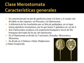   Se caracterizan por un par de quelíceros junto a la boca y el cuerpo está
   dividido en dos regiones: un Prosoma y un Opistosoma.
 A diferencia de los Arachnidos por su falta de pedipalpos, en su lugar
   tienen apéndices locomotores, por lo que tienen 5 apéndices en vez de 4.
 Son Chelicerados acuáticos con respiración branquial a través de filo
   branquias derivadas de los ap. del opistosoma.
 En el Opistosoma se divide en 2 secciones, llamadas: Mesosoma y
   Metasoma.
 Se divide en 2 Ordenes: Orden Xhiphosiura
y Orden Euripterida.
 