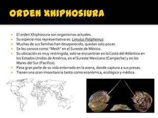    El orden Xhiphosiura son organismos actuales.
   Su especie mas representativa es: Limulus Poliphemus
   Muchas de sus familias han desaparecido, quedan solo pocas.
   Se les conoce como “Mesh” en el Sureste de México.
   Su ubicación es muy restringida, solo se encuentran en la Costa del Atlántico en
    los Estados Unidos de América, en el Sureste Mexicano (Campeche) y en los
    Mares del Sur (Pacifico).
   Pasa gran parte de su vida enterrado en la arena, donde captura a sus presas.
   Tienen una gran importancia tanto como económica, ecológica y médica.
 