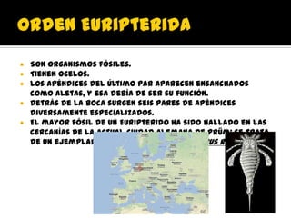    Son organismos fósiles.
   Tienen ocelos.
   Los apéndices del último par aparecen ensanchados
    como aletas, y esa debía de ser su función.
   Detrás de la boca surgen seis pares de apéndices
    diversamente especializados.
   El mayor fósil de un Euripterido ha sido hallado en las
    cercanías de la actual ciudad alemana de Prüm; se trata
    de un ejemplar de la especie Jaekelopterus rhenaniae,
 
