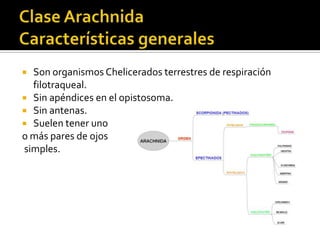  Son organismos Chelicerados terrestres de respiración
  filotraqueal.
 Sin apéndices en el opistosoma.
 Sin antenas.
 Suelen tener uno
o más pares de ojos
simples.
 