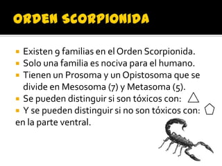  Existen 9 familias en el Orden Scorpionida.
 Solo una familia es nociva para el humano.
 Tienen un Prosoma y un Opistosoma que se
  divide en Mesosoma (7) y Metasoma (5).
 Se pueden distinguir si son tóxicos con:
 Y se pueden distinguir si no son tóxicos con:
en la parte ventral.
 
