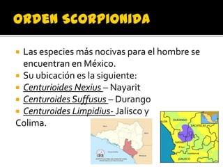  Las especies más nocivas para el hombre se
  encuentran en México.
 Su ubicación es la siguiente:
 Centurioides Nexius – Nayarit
 Centuroides Suffusus – Durango
 Centuroides Limpidius- Jalisco y
Colima.
 
