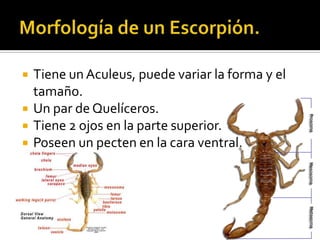    Tiene un Aculeus, puede variar la forma y el
    tamaño.
   Un par de Quelíceros.
   Tiene 2 ojos en la parte superior.
   Poseen un pecten en la cara ventral.
 