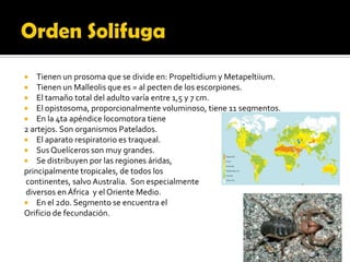    Tienen un prosoma que se divide en: Propeltidium y Metapeltiium.
 Tienen un Malleolis que es = al pecten de los escorpiones.
 El tamaño total del adulto varía entre 1,5 y 7 cm.
 El opistosoma, proporcionalmente voluminoso, tiene 11 segmentos.
 En la 4ta apéndice locomotora tiene
2 artejos. Son organismos Patelados.
 El aparato respiratorio es traqueal.
 Sus Quelíceros son muy grandes.
 Se distribuyen por las regiones áridas,
principalmente tropicales, de todos los
continentes, salvo Australia. Son especialmente
diversos en África y el Oriente Medio.
 En el 2do. Segmento se encuentra el
Orificio de fecundación.
 