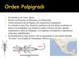    Su tamaño es de 1mm. Aprox.
   Poseen un Prosoma, un Mesoma y un Metasoma.
   Tienen presencia de un flagelo, son organismos Caulogaster.
   La cutícula es muy fina, tienen los quelíceros de tres artejos acabados en
    pinza y los pedipalpos son similares a patas. Carecen de ojos, aparato
    respiratorio y tubos de Malpighi, y los aparatos circulatorio y reproductor
    están muy simplificados.
   Su distribución es muy escasa: solo se encuentran en una región llamada
    “El cielo” en el Estado de Tamaulipas, México.
 