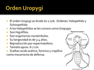  El orden Uropygi se divide en 2 sub. Ordenes: Halopeltído y
  Schizopeltído.
 A los Halopeltídos se les conoce como Uropygiy.
 Son Higrófilos.
 Son organismos noctámbulos.
 Su longevidad es de 3-4 años.
 Reproducción por espermatoforo.
 Tamaño aprox. 6-7 cm.
 Sueltan acido acético, formico y crapílico
como mecanismo de defensa.
 