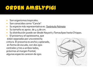   Son organismos tropicales.
 Son conocidos como “Cancle”
 Su especie más representativa es: Tarántula Palmata
 Su tamaño es aprox. de 4-5 de cm.
 Su distribución puede ser desde Nayarit y Tamaulipas hasta Chiapas.
 El prosoma y el opistosoma, que
están separadas por una estrecha
cintura. El prosoma es ancho y aplanado,
en forma de escudo, con dos ojos
centrales y tres a ambos lados,
próximos al margen frontal;
algunas especies carecen de ojos.
 