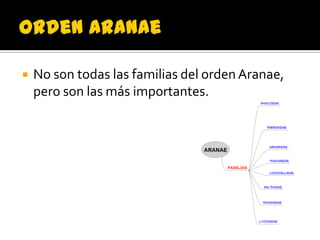    No son todas las familias del orden Aranae,
    pero son las más importantes.
 